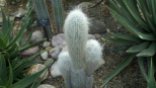 Buffalo Botanical Gardens - Cactus