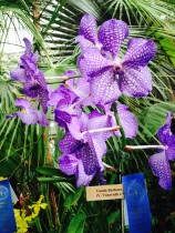 Orchid at Buffalo Botanical Gardens