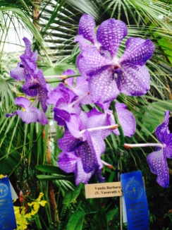 Orchid at Buffalo Botanical Gardens